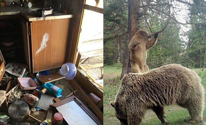 Rize’de ayılar, 25 yayla evine zarar verdi