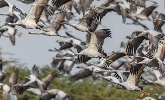 Telli turna ve kadife ördek üremiyor, toy kuşu da tehlikede
