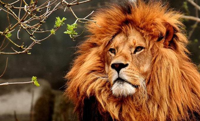 Barcelona'daki hayvanat bahçesinde 4 aslan koronavirüse yakalandı