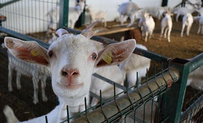 Koronavirüse karşı etkisi, keçi sütüne talebi artırdı