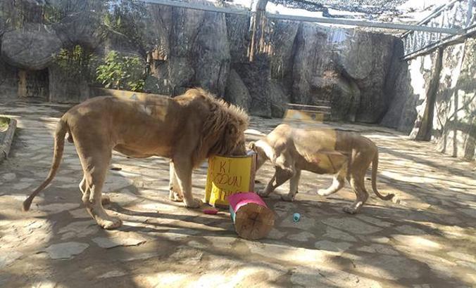 Beyaz aslana doğum günü sürprizi