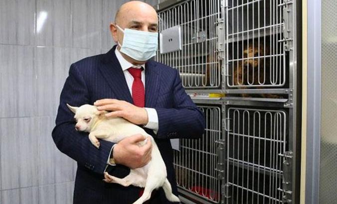 Ankara'da el konulan 77 köpeği sahiplenmek için rekor başvuru