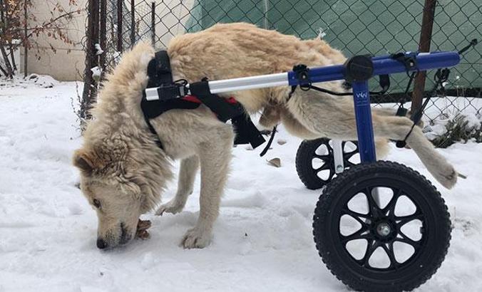 Arka bacakları felçli Lokum’a yürüteç