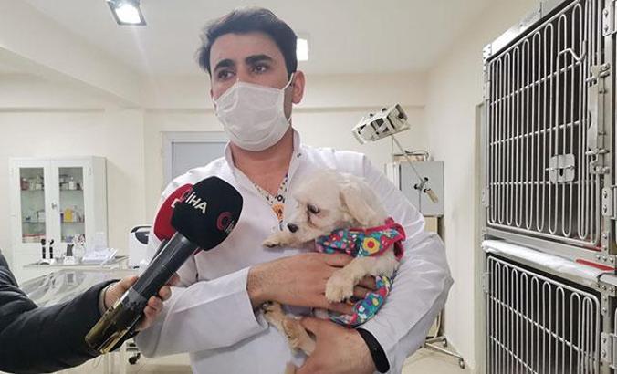 Ankara'da el konulan 77 köpek kurayla sahiplendirilecek