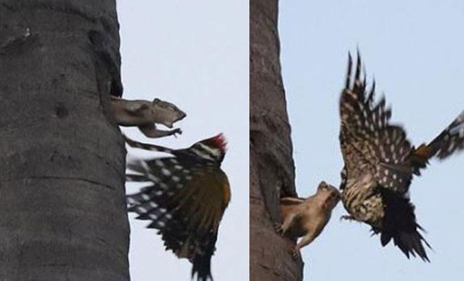 Hindistan’da 8 metrede yükseklikte sincap ile ağaçkakanın kavga anı görüntülendi