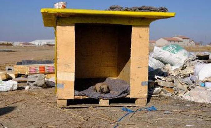 Kulübesi yakılan köpek ve yavrusunun yeni yuvaları da çalındı