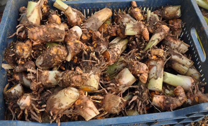 Gazipaşa'da üretilen yerli zencefil 70, zerdeçal 120 liraya satılıyor