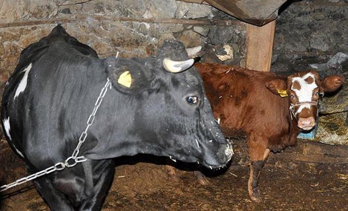 Haluk Levent, cinsel saldırıya uğrayan buzağı ve annesini satın aldı