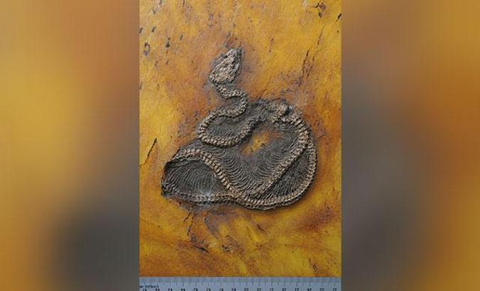 Dünyanın en eski piton yılanının kalıntıları keşfedildi