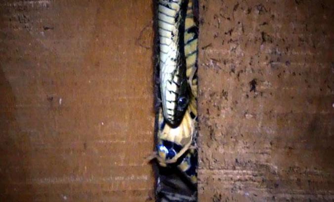 Yılan korkusu yaşayan aileye yeni ev yapıldı