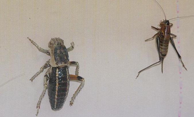 Prof. Dr. Satar: Önlem alınmazsa yumurtadaki çekirgeler 2021'de istilaya neden olur