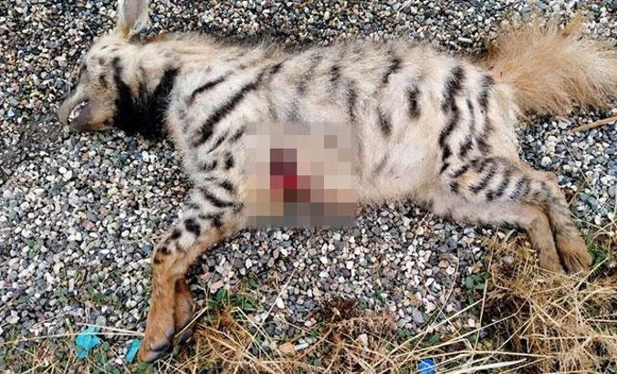 Çizgili Anadolu sırtlanı, silahla vurularak öldürüldü