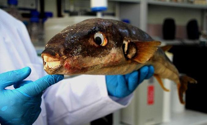 Balon balığının zehri, kanser hastalarının acılarını dindirmek için umut olabilir