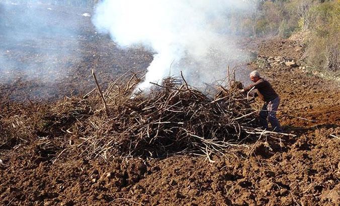 'Drakula böceği'nin tehdit ettiği fındık ağaçları sökülüp, yakılıyor