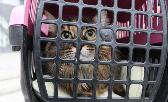 'Kedi virüs bulaştırıyor' açıklaması, hayvanseverleri tedirgin etti