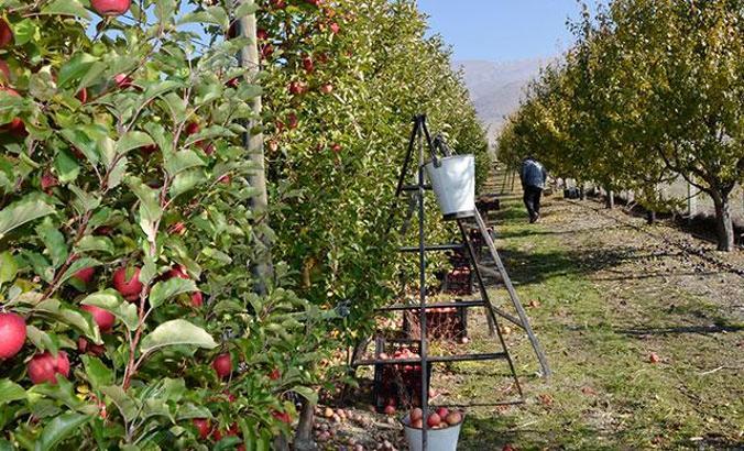 Afyonkarahisar elması, Orta Doğu, Rusya ve Avrupa'ya ihraç ediliyor