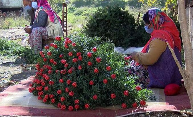 Yılbaşı çiçeği kokina tezgahlarda... Toplanma serüveni 3 ay önce başlıyor