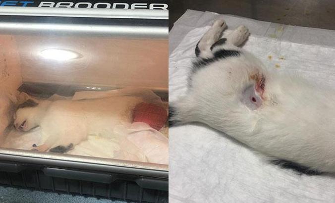 Defne'nin kedisi 'Köpük', pompalı tüfekle vuruldu