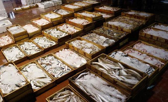 FAO uyardı: Akdeniz ve Karadeniz'deki avcılığın 230 bin tonu ıskarta