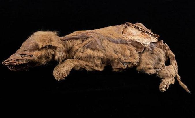 Kanada’da 57 bin yıllık dişi kurt yavrusu fosili bulundu