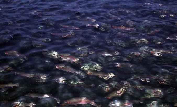 Fırat Nehri'nde yetiştirilen somon balıkları dünyaya ihraç ediliyor