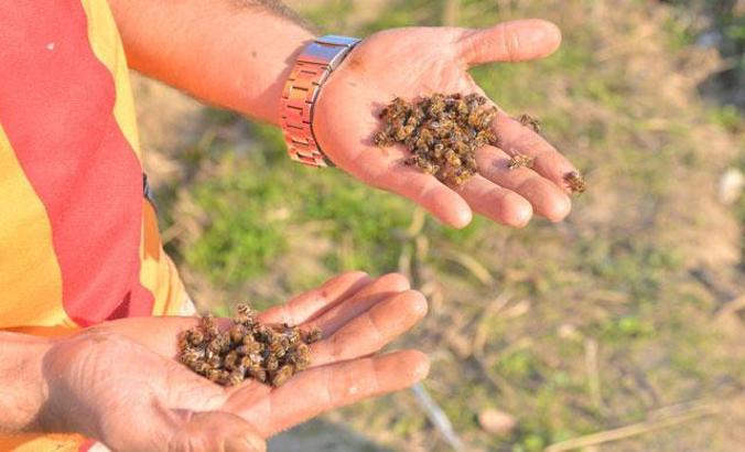 Nehir kıyısındaki kovanlarda binlerce arı öldü, yetiştiriciler kirliliğe dikkat çekti