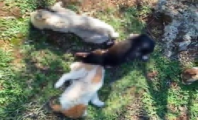 Antalya'da 12 sokak köpeği zehirlenerek öldürüldü