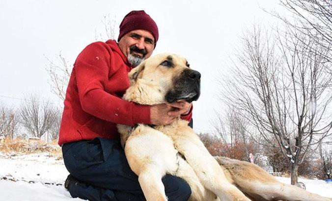 'Kangal köpekleri, kurtlara içgüdüsel korku salıyor'