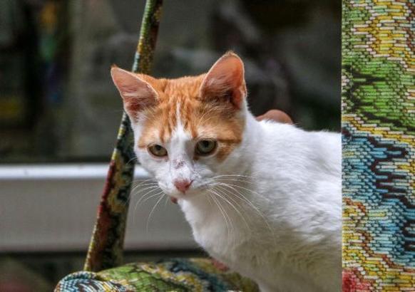 Hayvanseverlerden 'kedilerin ayakları büyü için kesiliyor' iddiası