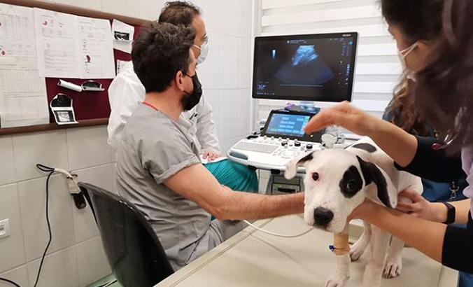 Ses telleri kesilen köpeklerin eski sağlığına kavuşması imkansız