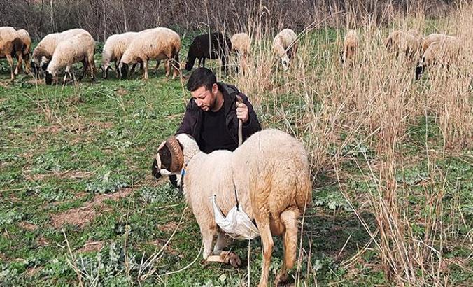 Havranlı çoban, paylaştığı videolarla sosyal medya fenomeni oldu