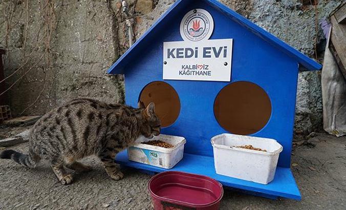 Kağıthane’ye 300 kedi evi yerleştirildi