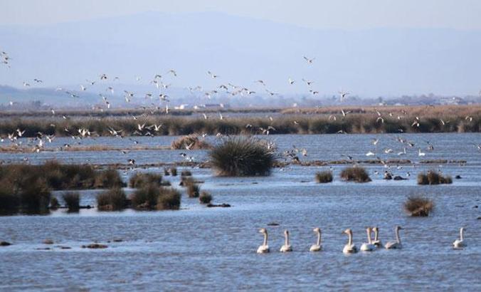 Kızılırmak Deltası Kuş Cenneti kaçak avcıların hedefi haline geldi
