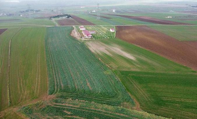 Kuraklığın yaşandığı Trakya'da erken ekilen buğdayda böcek zararı