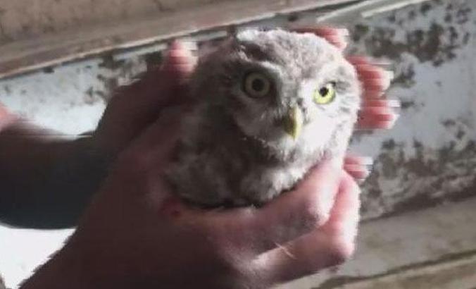 Yaban hayvanlarını internette satıp Türkiye'nin her yerine yolluyorlar