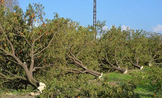 Arazideki 1000'in üzerinde ağaç kesilince, mirasçı kardeşler nöbete başladı