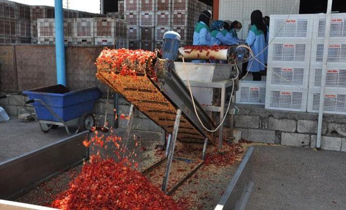 Gaziantep'ten 25 ülkeye pul biber ihraç ediliyor