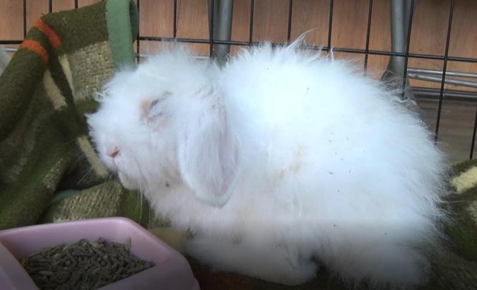 Barınağa terkedilen ‘Misket’ yeni sahibini bekliyor