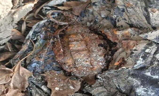 Adana'da ağaç kovuğuna gizlenmiş el bombası ele geçirildi