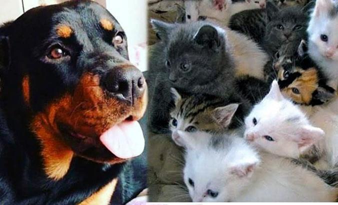 Sosyal medyada paylaştığı kedi ve köpek fotoğraflarıyla 69 bin lira dolandırdı