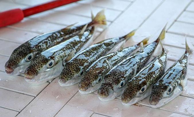 Siyanür kadar güçlü zehri olan 'balon balığı' tehlike saçıyor