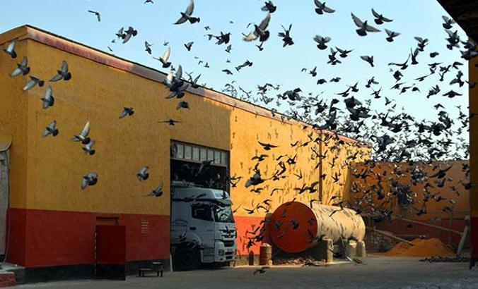 Aç kalan kuşlar, yem fabrikasını mesken tuttu