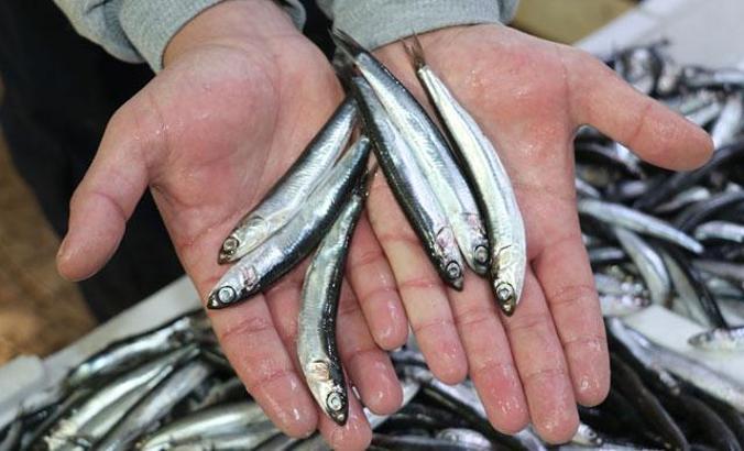 'Dereler kurudu, hamsinin yiyeceği plankton azalınca boyu küçüldü'