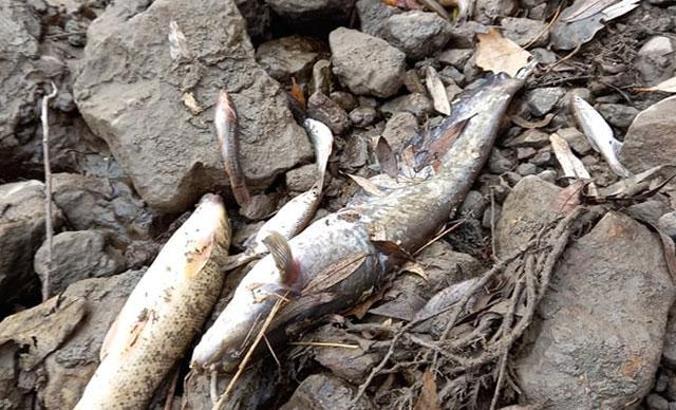 Yeşilırmak’ta balıklar kıyıya vurdu