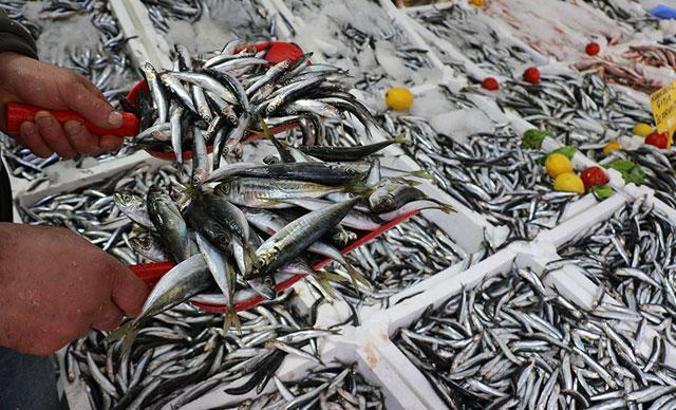 Karadeniz'de bir ilk! Balıklar tersine göçe başladı