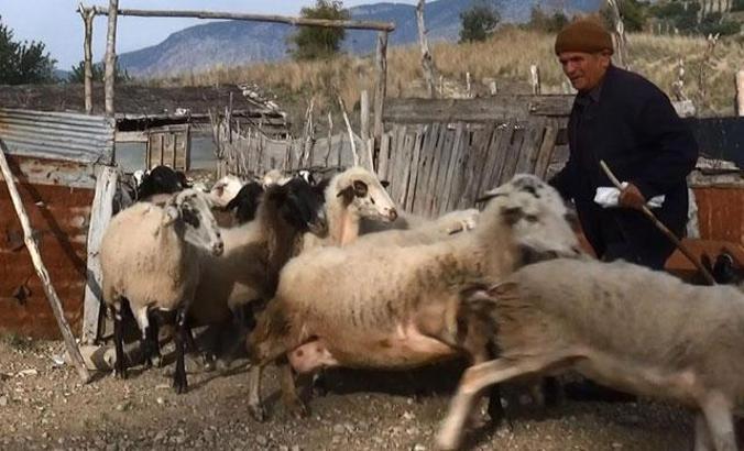 60 yıllık çoban: Biz korona morona görmüyoruz