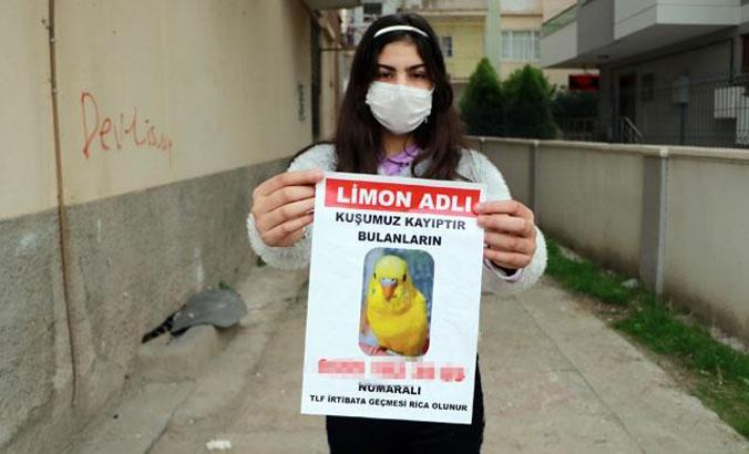 Küçük Irmak, muhabbet kuşu 'Limon' kaybolunca yemeden içmeden kesildi