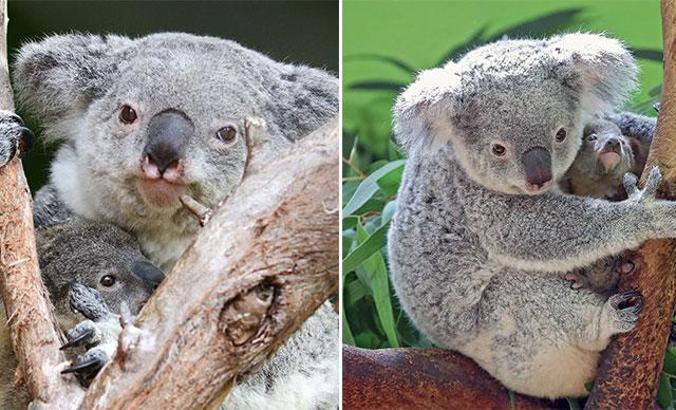 Dünyanın en yaşlı koalası Lottie, 19 yaşında öldü
