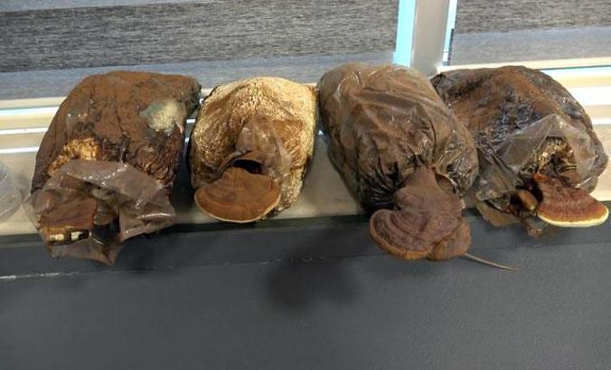 Ölümsüzlük mantarını ürettiler