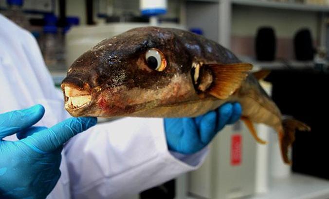 'Gıda olarak tüketimi tehlike saçan balon balıkları alternatif ürün olarak kullanılabilir'